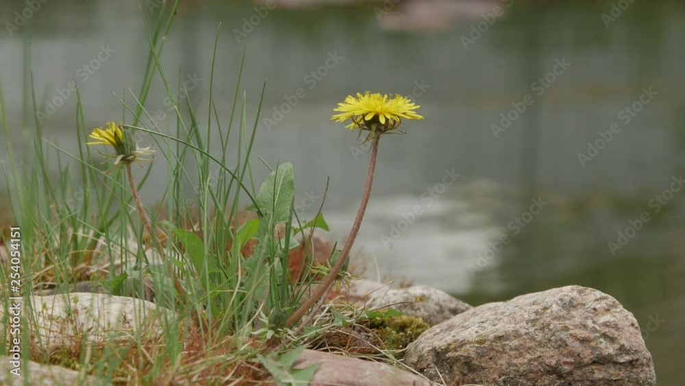 View of a small pond with dandelion flowers in front View of a small pond with dandelion flowers in front