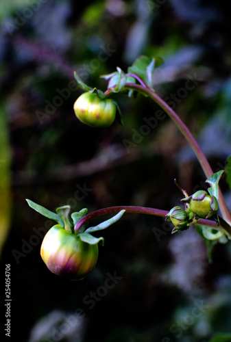 Plant with buds, Dália 