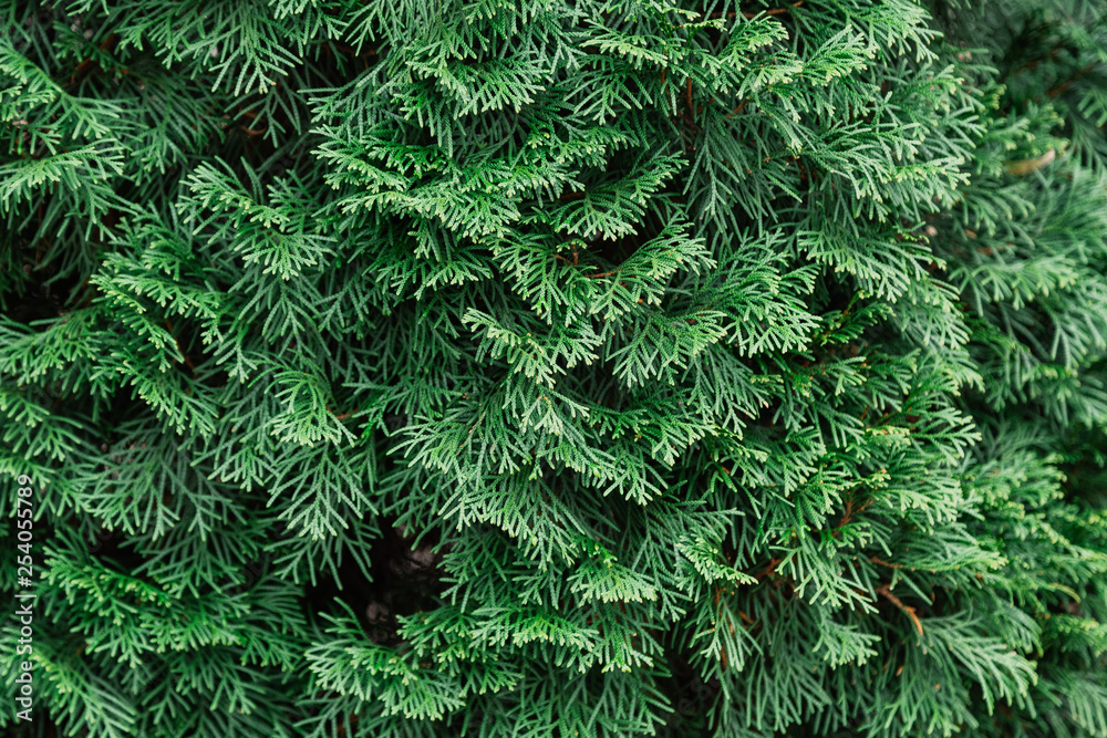 Background of green thuja branches, natural green texture.