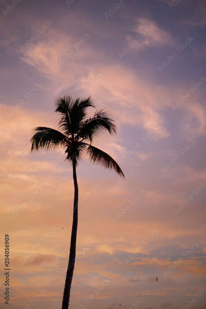 Sunset Palm Silhouette