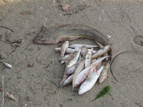 Obraz na płótnie fische