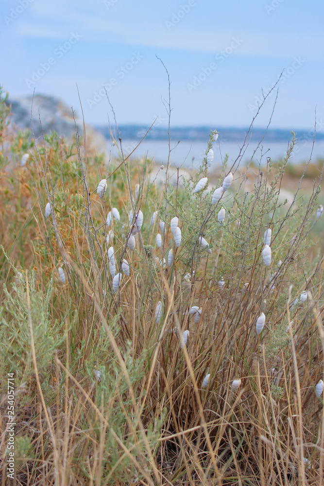Snail white spiral raquiah dry Bush Snail white spiral raquiah dry Bush