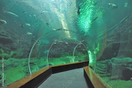  glass tunnel in the aquarium overlooking the underwater world with fish photo