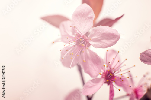 Fototapeta Naklejka Na Ścianę i Meble -  Plum flower macro shot
