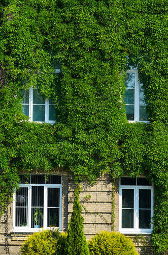 The Facade of the Old Brick Building is Covered with Green Ivy. Living Walls in Green Architecture. View Like an Old Castle or Villa