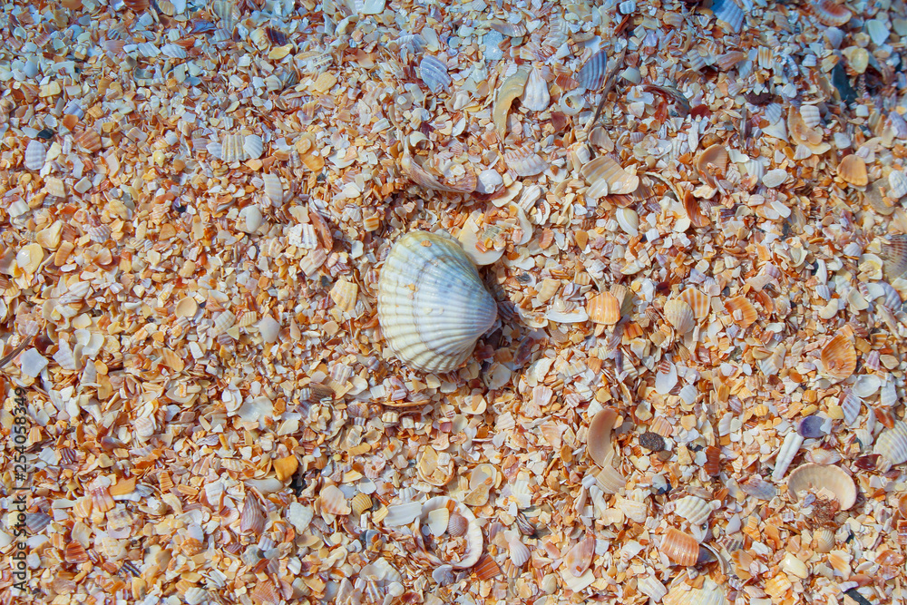 Colorful seashells on the beach