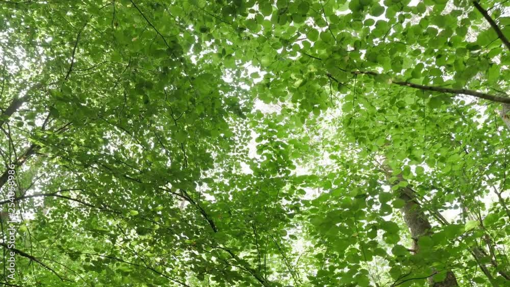 Steadicam POV perspective looking straight up at deciduous trees in forest while walking. Steadicam POV perspective looking straight up at deciduous trees in forest while walking.