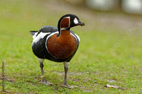 Branta ruficollis - Red-breasted Goose brightly marked species of goose in the genus Branta from Eurasia,  breeds in Arctic Siberia, mainly on the Taymyr Peninsula