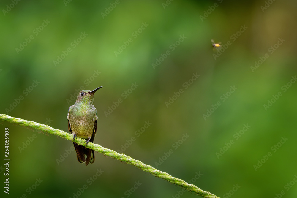 Fototapeta premium Scaly-breasted hummingbird - Phaeochroa cuvierii species of hummingbird in the family Trochilidae.