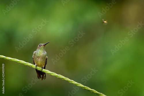 Scaly-breasted hummingbird - Phaeochroa cuvierii  species of hummingbird in the family Trochilidae. photo