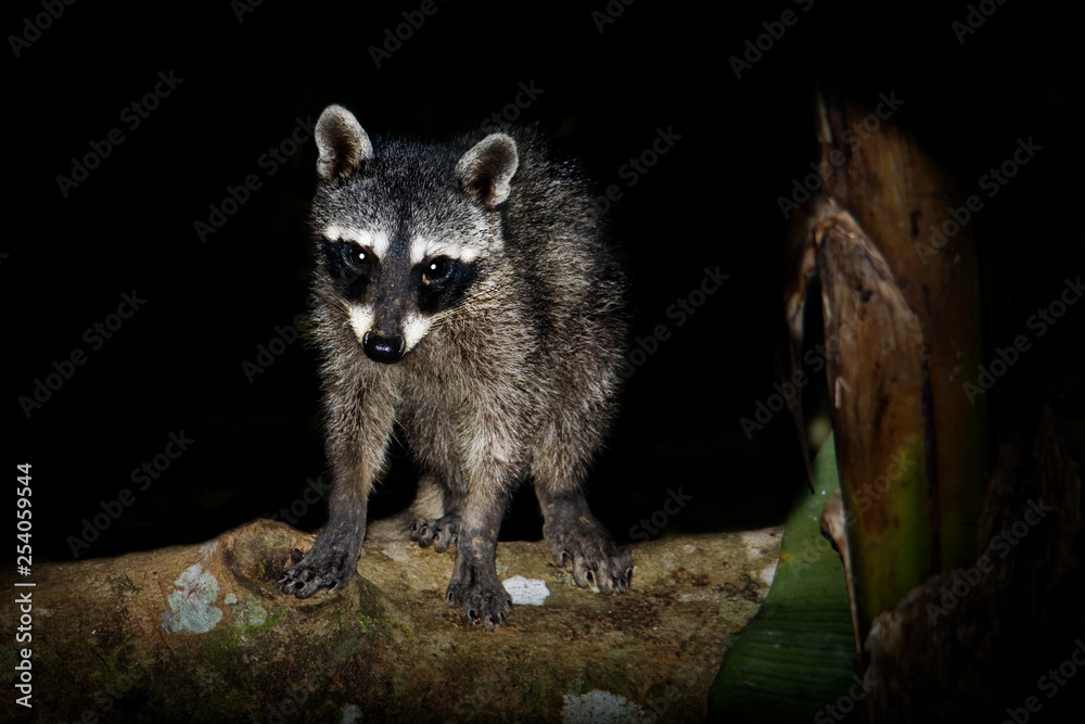 Obraz premium Raccoon - Procyon lotor also common raccoon, North American raccoon, northern raccoon, or coon, is a medium-sized mammal native to North America