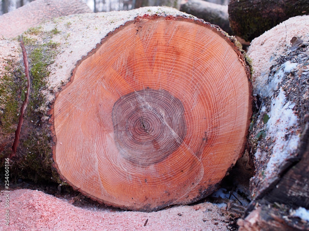 Baumsterben - Eschen fallen Pilzkrankheit zum Opfer Baumsterben - Eschen fallen Pilzkrankheit zum Opfer