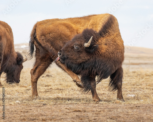 American Bison grazing in Rocky Mountain Arsenal Colorado