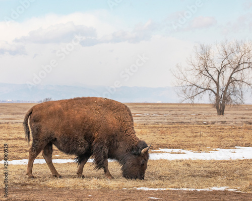 American Bison grazing in Rocky Mountain Arsenal Colorado