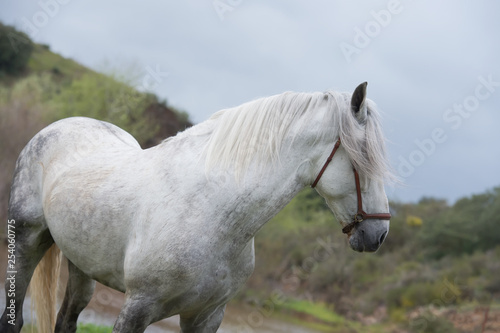 portrait of white pure spanish stallion posing into lake. Andalusia. Spain