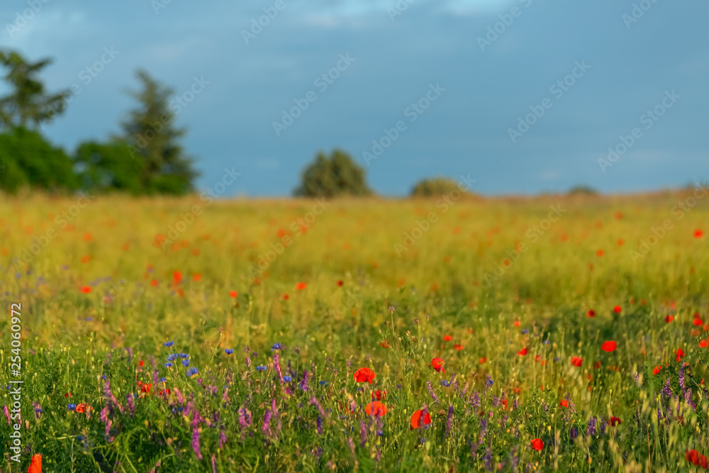 Meadow with blooming poppies in summer time. Green trees behind the poppies field. Blue sky. art photography. Nature wallpaper blurry background. Toned image doesn’t in focus.