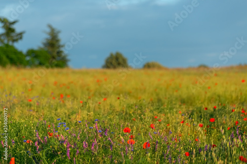 Meadow with blooming poppies in summer time. Green trees behind the poppies field. Blue sky. art photography. Nature wallpaper blurry background. Toned image doesn’t in focus.