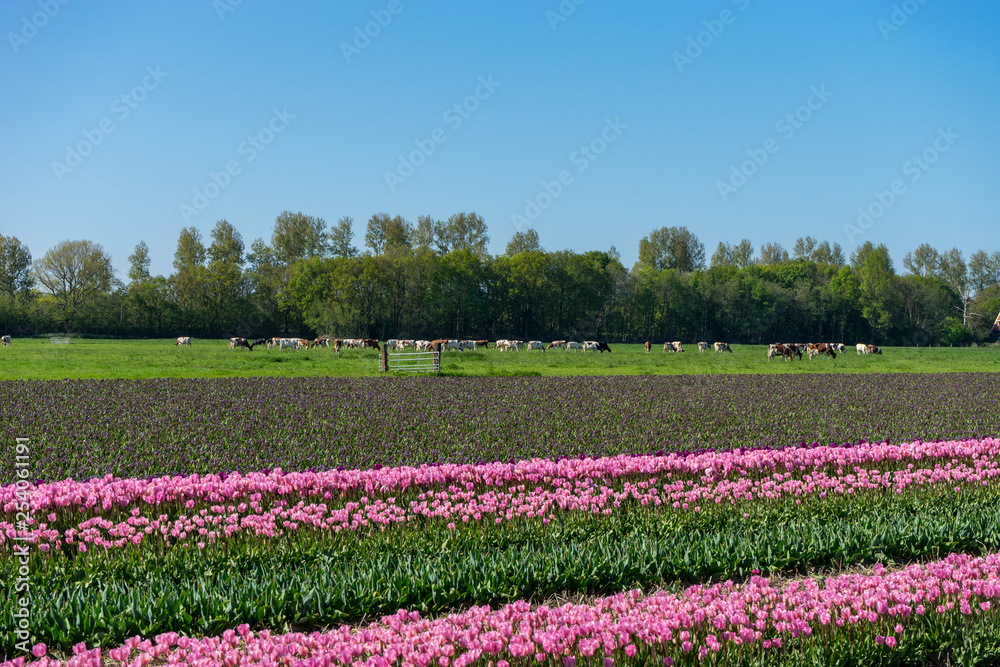 Netherlands,Lisse, a close up of a flower field