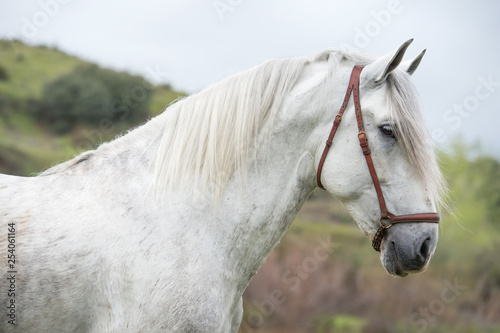 portrait of white  pure  spanish stallion posing  into  lake. Andalusia. Spain