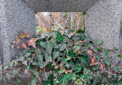 Photos A wall plant growing on a stone fance