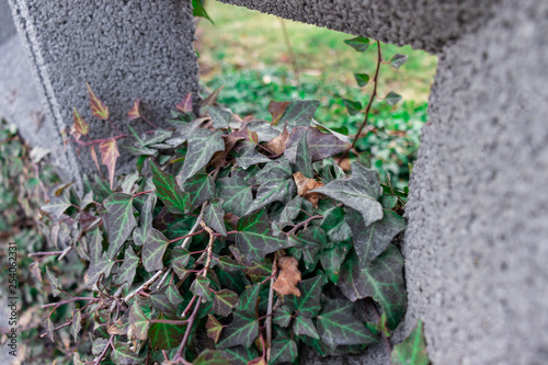 Photography A wall plant growing on a stone fance