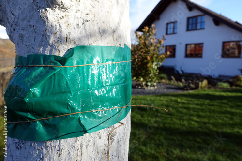 Leimfalle an einem mit Kalk gestrichenem Obstbaum photo