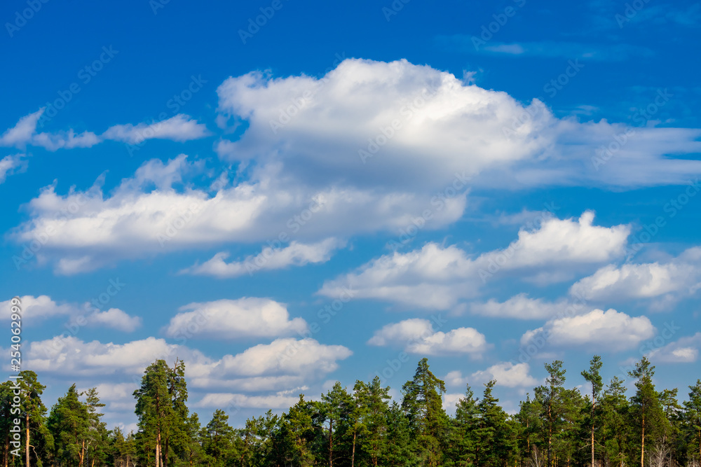 Spring coniferous forest sunny day blue sky Spring coniferous forest sunny day blue sky