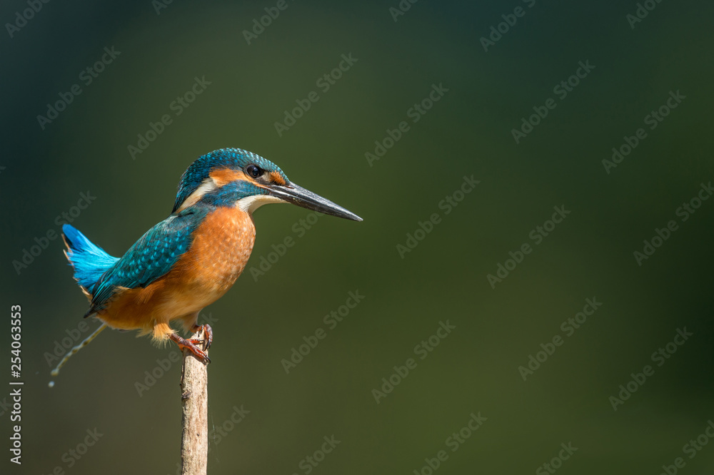 Fototapeta premium Eisvogel