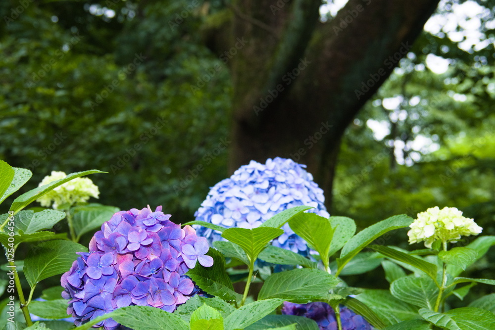 blue flowers in the garden