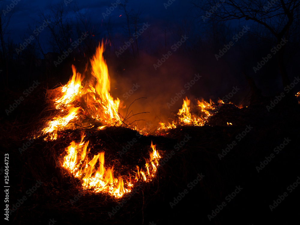 fire. wildfire, burning pine forest in the smoke and flames. fire. wildfire, burning pine forest in the smoke and flames.
