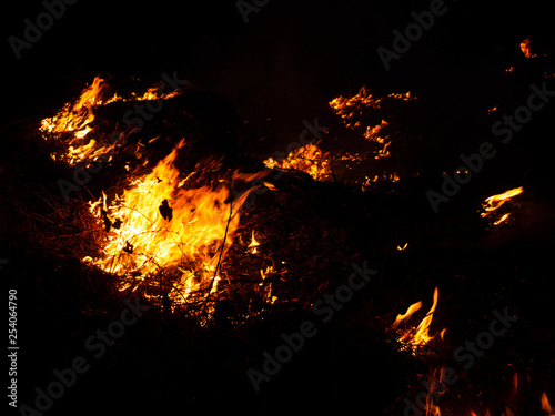 fire. wildfire, burning pine forest in the smoke and flames.