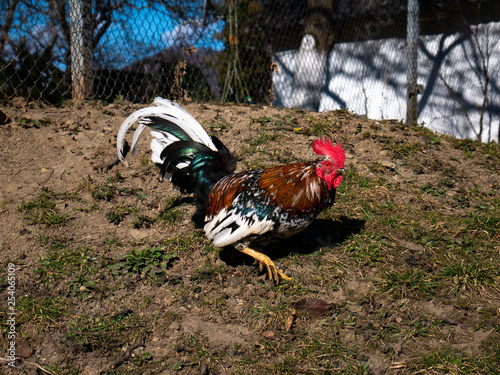 decorative rooster with bright colorful plumage in freedom photo