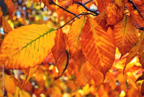 Fall colors on an autumn day, close up of autumn foliage 
