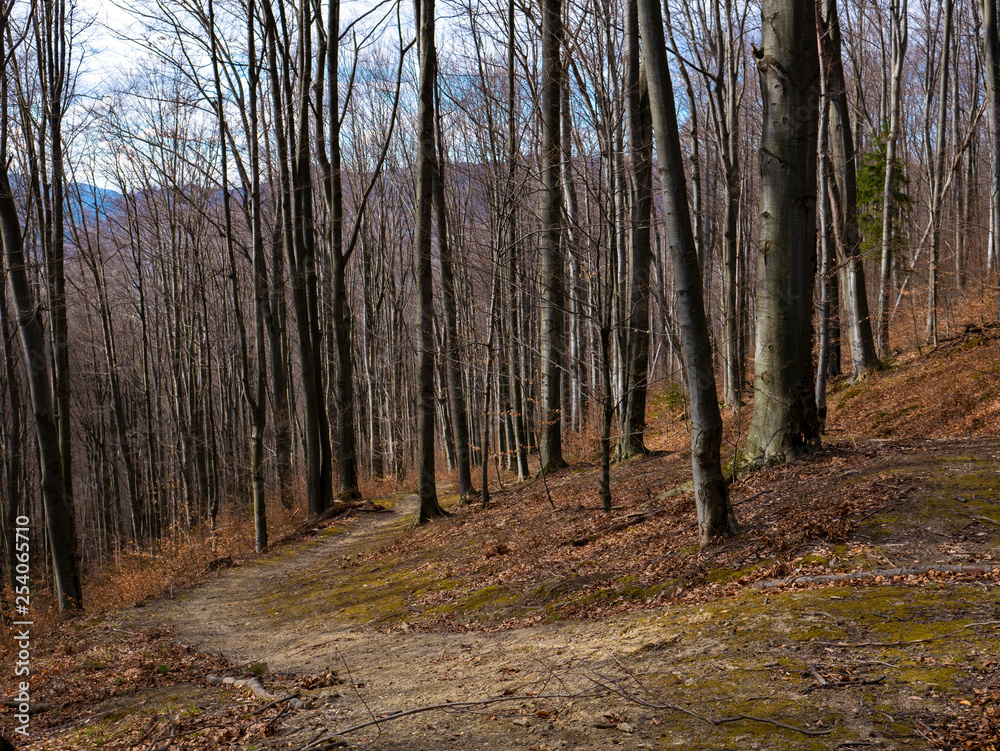 Beech forest without leaves in early spring and sunshine Beech forest without leaves in early spring and sunshine