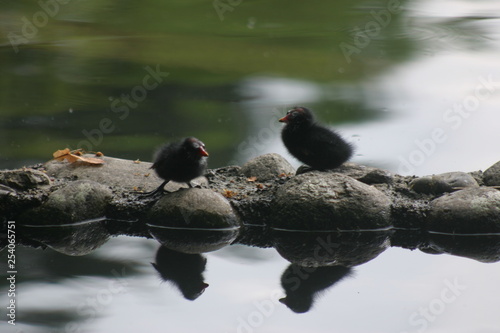 Poussins poule d'eau