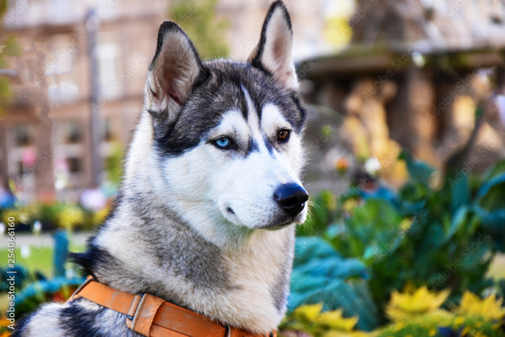 Haski white and gray dog Moulon eyes 