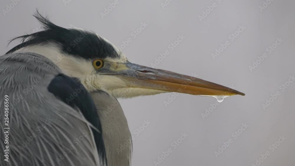 Grey heron, winter season, early morning, close-up Grey heron, winter season, early morning, close-up