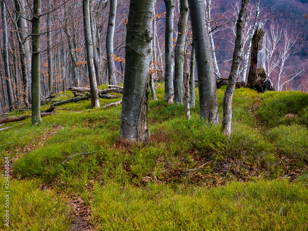 Beech forest without leaves in early spring and sunshine Beech forest without leaves in early spring and sunshine
