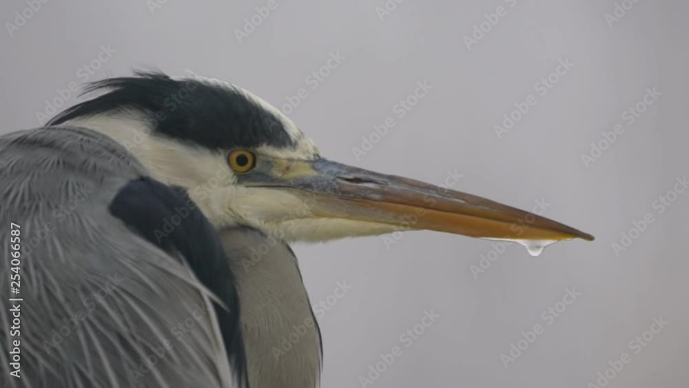 Grey heron, winter season, early morning, close-up Grey heron, winter season, early morning, close-up