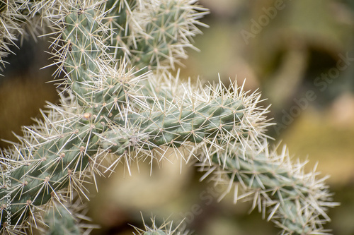 Foto cholla cactus