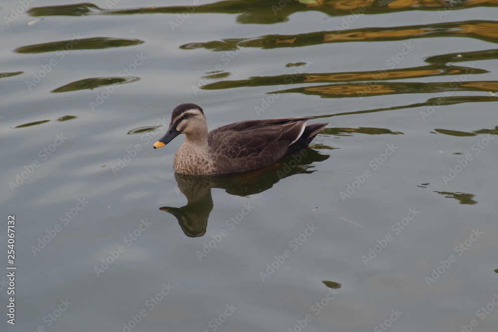 Fototapeta premium 水鳥 公園