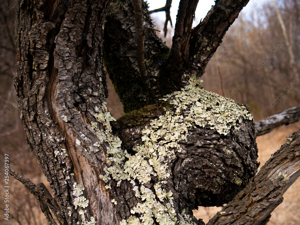 dry dead tree. In the mountains on spring dry dead tree. In the mountains on spring