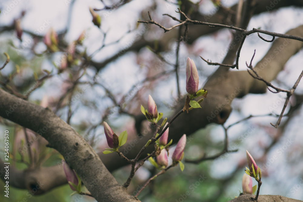 pink magnolia flower buds on a branch in the spring pink magnolia flower buds on a branch in the spring