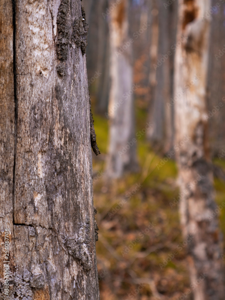 Fototapeta premium dry dead tree. In the mountains on spring