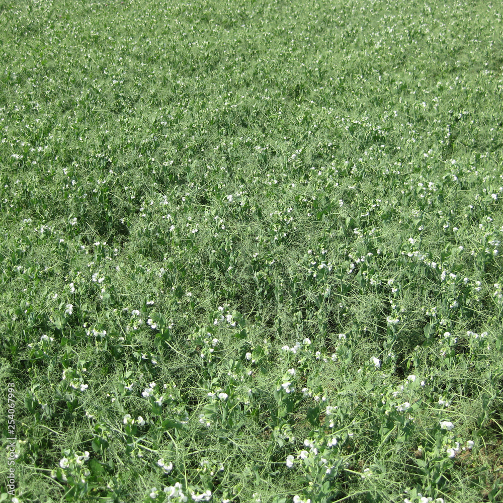 Blooming peas in the field. Flowering of legumes. Flowers of peas Blooming peas in the field. Flowering of legumes. Flowers of peas