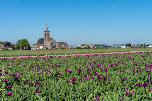 Netherlands Lisse  a large pink flower in a field