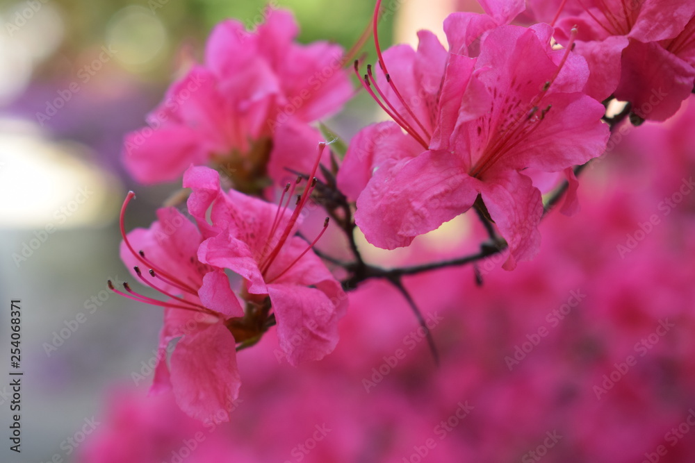 Fototapeta premium Fiori