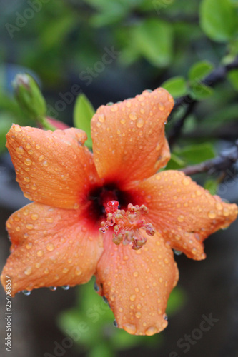 Orange Hibiscus with water drops