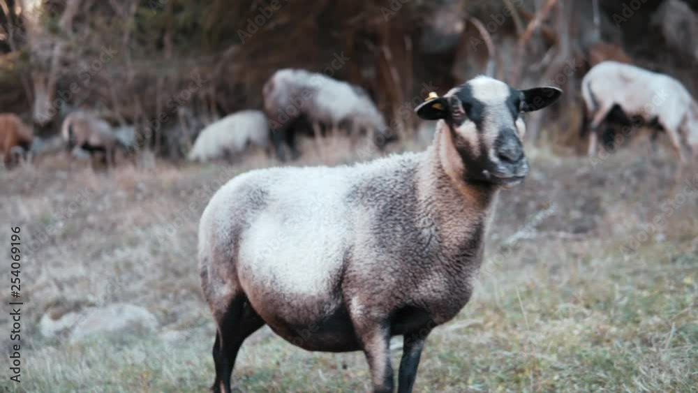 a pregnant sheep walks on a mountain meadow - slow motion a pregnant sheep walks on a mountain meadow - slow motion