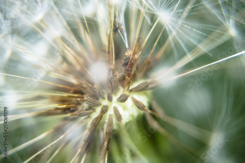 Dandelion seeds close up